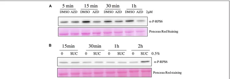 FIGURE 8 | Kinetics of variations in RPS6 phosphorylation following AZD-8055 or sucrose addition