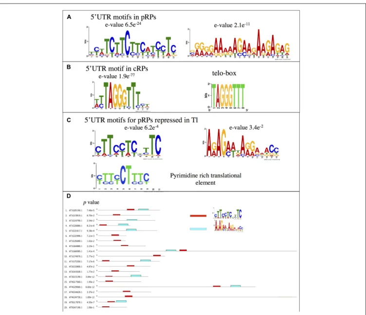 FIGURE 4 | Motifs identified in the 5 0 UTRs of genes coding for ribosomal proteins. (A) Motifs identified as being significantly enriched in the 5 0 UTRs of the nuclear genes coding for the plastidic RPs after analysis by the MEME software
