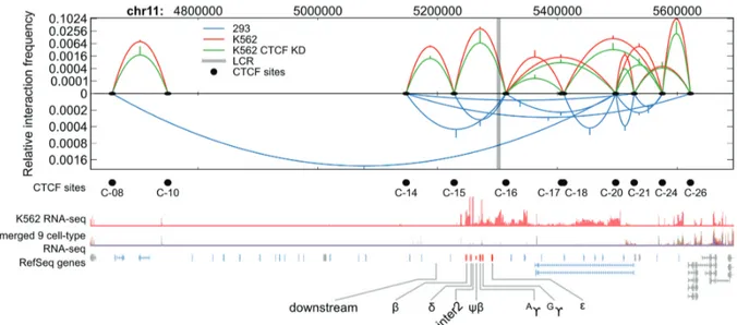Figure 1. CTCF-based chromatin loops differ between K562 cells and 293T cells. CTCF site interactions from Hou et al