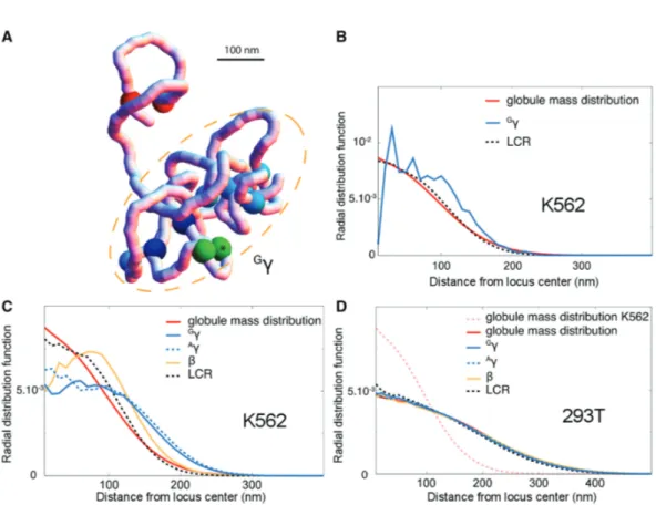 Figure 4. Chromatin conformations favoring contacts between the b-globin genes and LCR in K562 cells