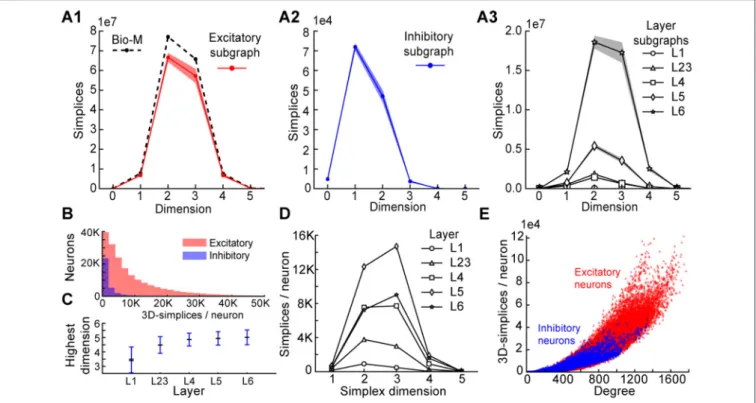 FIGURE 3 | (A1) Number of simplices in each dimension in the excitatory subgraph (shaded area: standard deviation across seven instantiations)