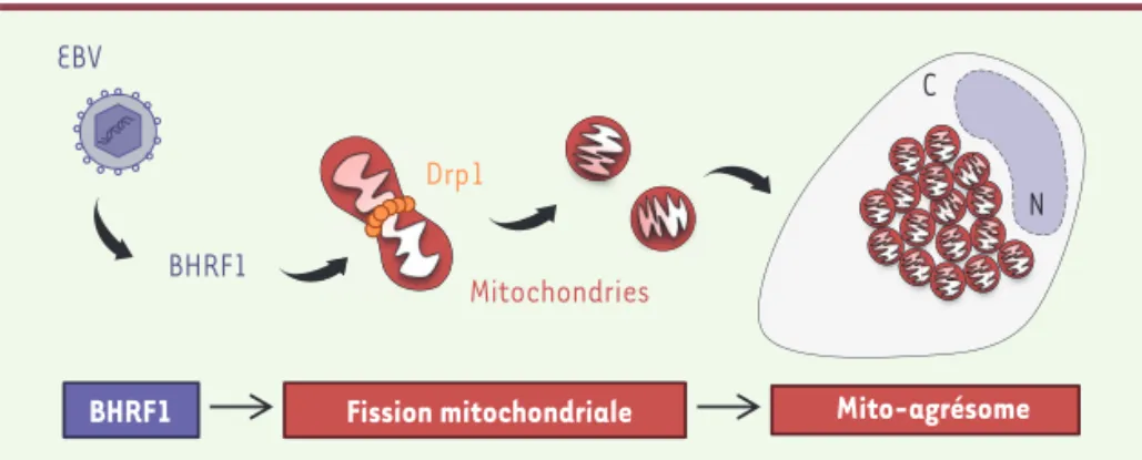 Figure 2. BHRF1 induit la mitophagie. À la suite de la fission mitochondriale, BHRF1 stimule l’autophagie en accumulant des autophagosomes  (vésicules LC3 + ), ce qui est nécessaire à la formation des mito-agrésomes