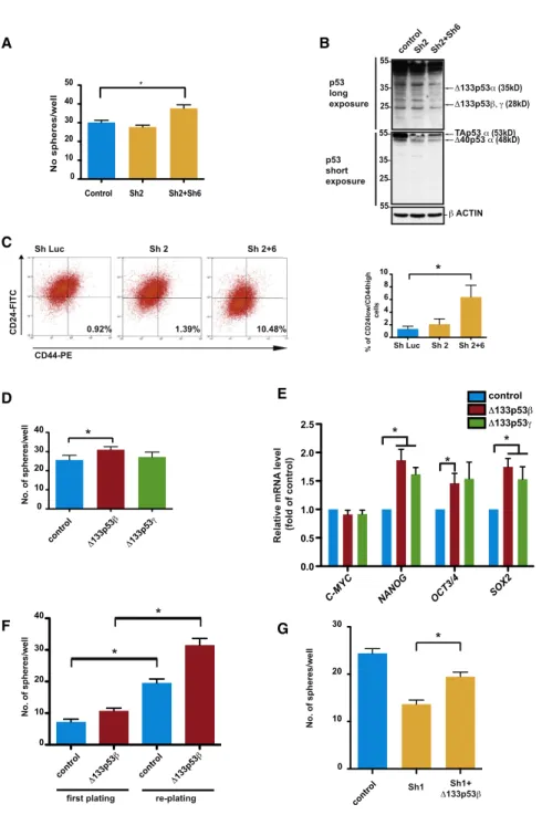 Figure 2. The Isoform D133p53b Pro- Pro-motes CSC Potential in MCF-7 Cells (A and B) Mammosphere quantification in MCF-7 cells after silencing with Sh2 (shRNAs against the TA and D40 isoforms) or with Sh2 and Sh6 (against the 3 0 end of the a isoforms) (A)