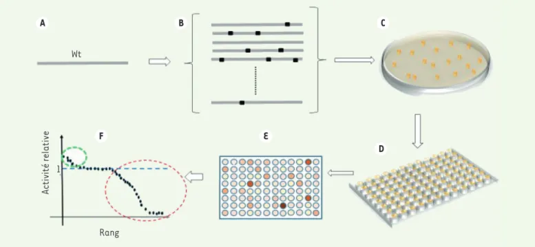 Figure 1. Les méthodes développées par Frances Arnold permettent de reconstituer en laboratoire les processus d’évolution et de les appliquer à  l’amélioration des propriétés d’enzymes
