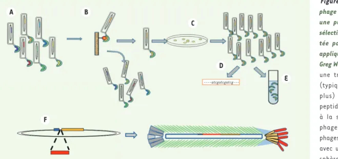 Figure 2. L’exposition sur  phage ou phage display est  une puissante méthode de  sélection moléculaire  inven-tée par George Smith puis  appliquée aux anticorps par  Greg Winter
