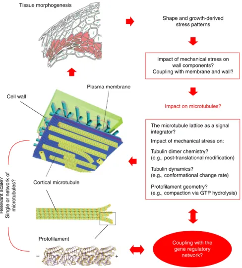 Fig. 7 Integrating the microtubule-tension module in morphogenesis. Plant morphogenesis would emerge from the coupling between inputs from the gene regulatory network and an autonomous microtubule-tension ampli ﬁ er
