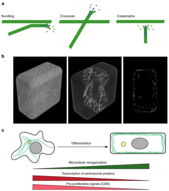 Fig. 1 Microtubule self-organization properties lead to their cortical localization by default