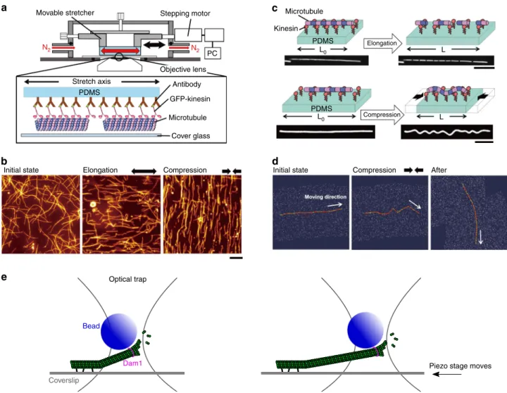 Fig. 3 In vitro microtubules under mechanical stress. a Schematic diagram of an in vitro system to apply tension and compression to gliding microtubules on a kinesin-coated elastomer substrate (adapted from ref