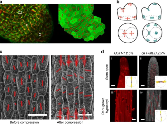 Fig. 5 CMTs align along maximal tensile stress in plants. a Left: pattern of cortical microtubules at the shoot apical meristem (CZ: central zone, B:
