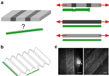 Fig. 6 A role of wall heterogeneities to explain how microtubules distinguish maximal strain from maximal tensile stress