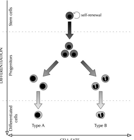 Figure 1 - Schematic representation of stem cell differentiation as an irreversible process