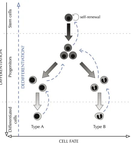 Figure 2 - In some contexts cells can dedifferentiate. 