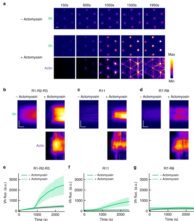 Fig. 2 Talin domains bind to vinculin differently in response to the actomyosin force