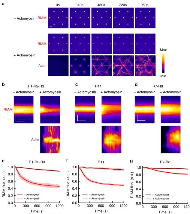 Fig. 3 The actomyosin force provokes RIAM dissociation from several talin domains. a Time lapses showing the binding of RIAM 1-306 to talin R1 – R2 – R3-coated disks in the absence (top) or presence of actomyosin (RIAM is shown on the middle and actin on t