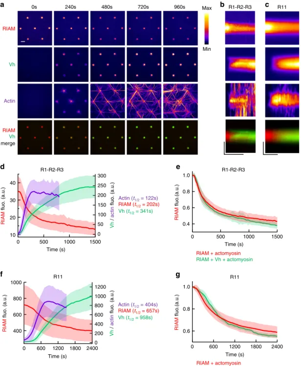 Fig. 4 The actomyosin force provokes the sequential exchange of RIAM for vinculin on talin