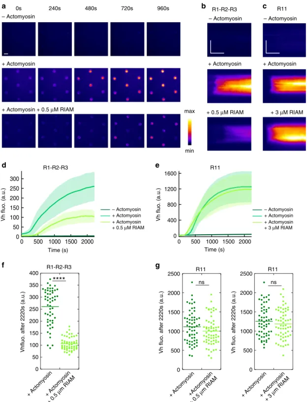 Fig. 5 RIAM inhibits the actomyosin-dependent binding of vinculin to talin R1 – R2 – R3 but not to R11