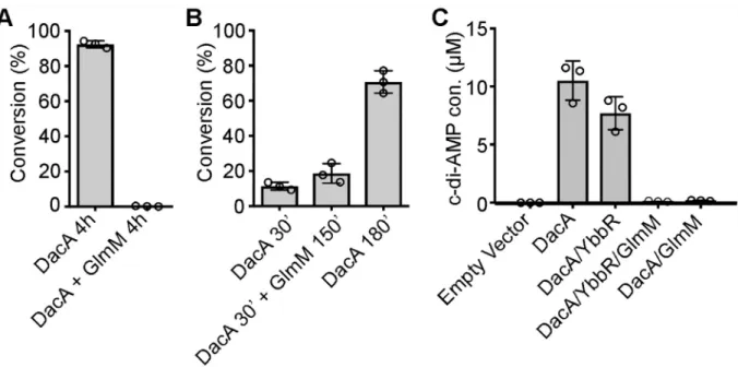 Fig 5. S. aureus GlmM negatively impacts the activity of DacA CD in vitro and in vivo