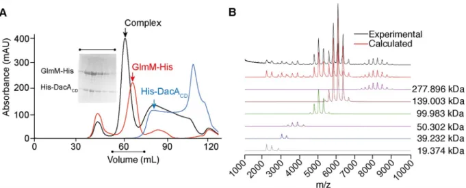 Fig 4. The S. aureus DacA CD and GlmM proteins form a stable complex in vitro. (A) Size exclusion profiles of the His-DacA CD (blue line), GlmM-His (red line) proteins and the His-DacA CD /GlmM-His complex (black line)
