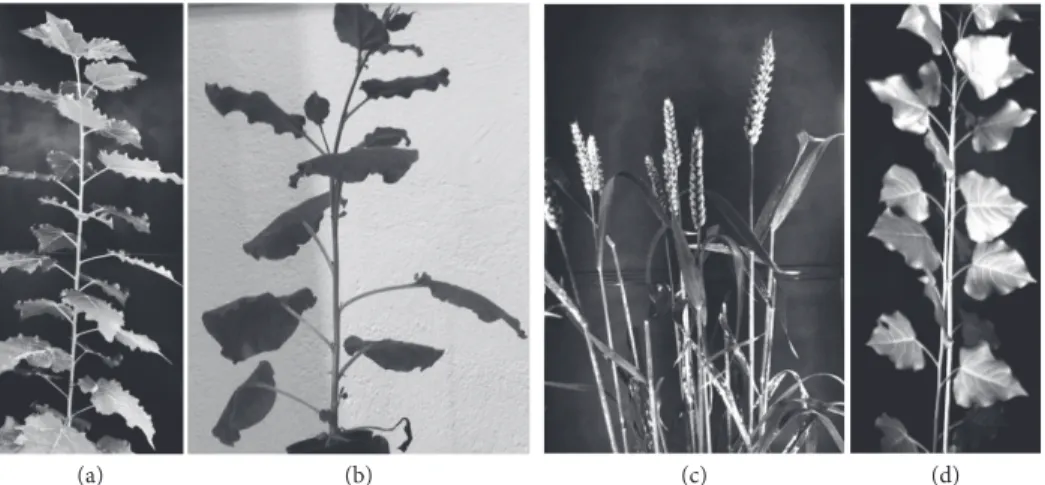 Figure 1: Typical plants used in the experiments: (a) poplar, (b) tobacco, (c) wheat, and (d) tutored poplar.
