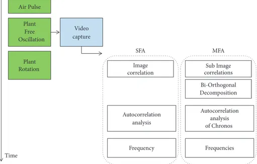 Figure 3: Time sequence of the phenotyping process.