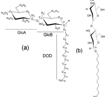 Figure 1. The R - (a) and β-anomers (b) of C 12 G 2 surfactants with the atom numbering scheme used in the paper