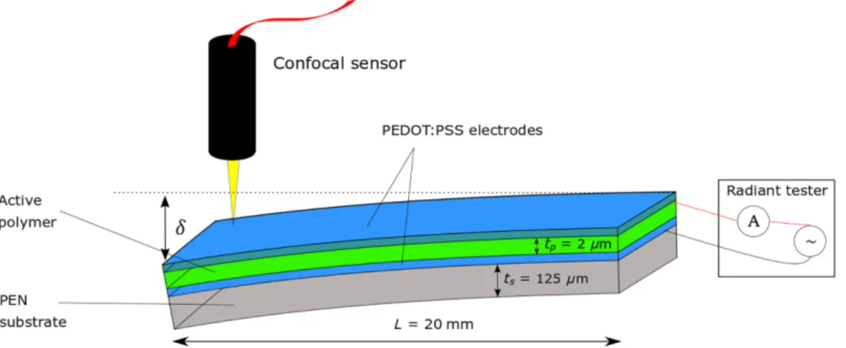 FIG. 1. Sketch of the heterogeneous cantilever (PEN substrate/PEDOT:PSS/terpolymer/PEDOT:PSS) and the measurement setup allowing for collecting polarization versus electric ﬁeld (Radiant tester) and mechanical deﬂection versus electric ﬁeld.