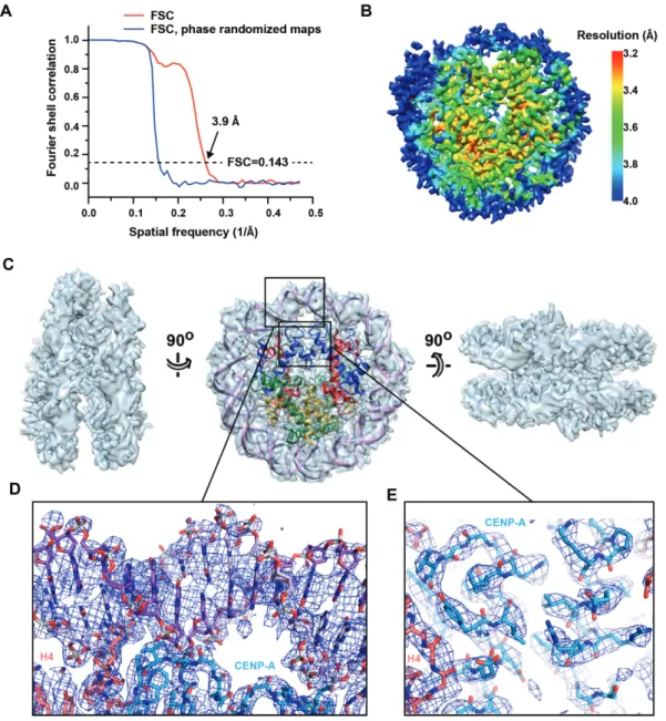 Figure 2. Phase-plate cryo-EM structure of the CENP-A NCP. (A) Fourier shell correlation (FSC) curves of the 3D reconstruction