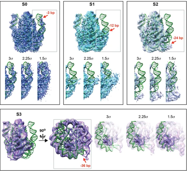 Figure 4. Different conformational states of CENP-A NCP identified by 3D classification