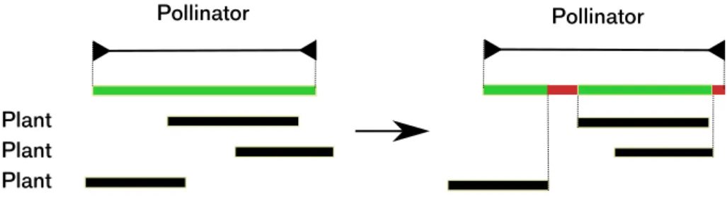 Figure 3: Phenological differences between plants and pollinators after a change of climate (adapted from Memmott et al, 2007)