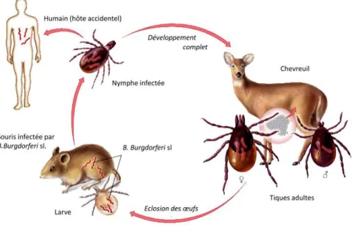 Figure 1 : Cycle de développement de la tique et acquisition de l’infection chez l’homme