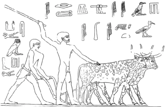 Fig. 1 :  Tombe  de  Ti  (V e   dynastie,  Saqqara). 