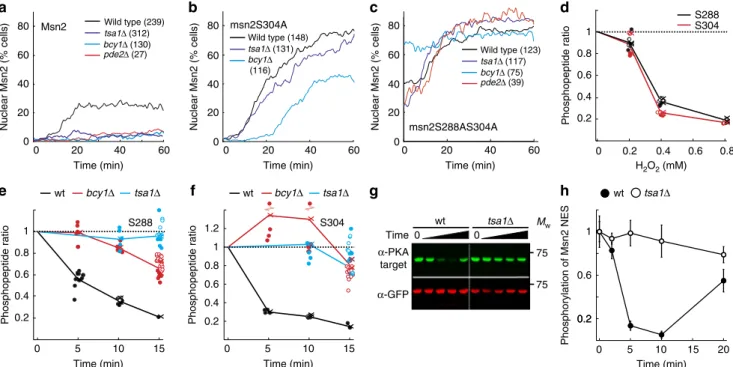 Figure 3 | Tsa1 controls Msn2 translocation to the nucleus upon illumination and H 2 O 2 by reducing Msn2 phosphorylation