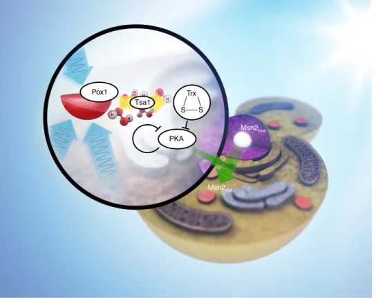 Figure 5 | Model of light-sensing in the absence of dedicated light receptors and light-induced Msn2 rhythms