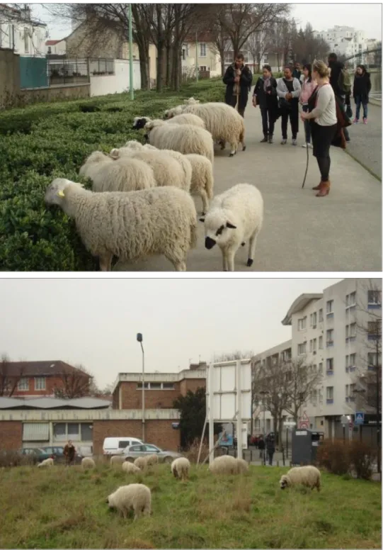 Figure 3: Pictures of sheep herding (top) and rangelands on vacant lot (bottom) in  Saint-Denis, north of Paris
