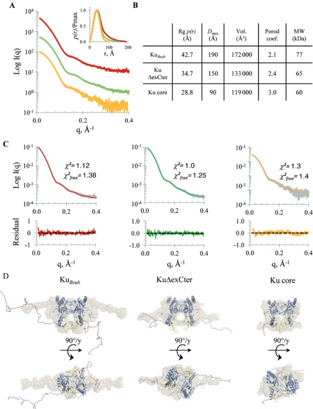 Figure 3. Biophysical parameters and low resolution structures of Ku Bsub and C-terminal truncated mutants derived from SAXS