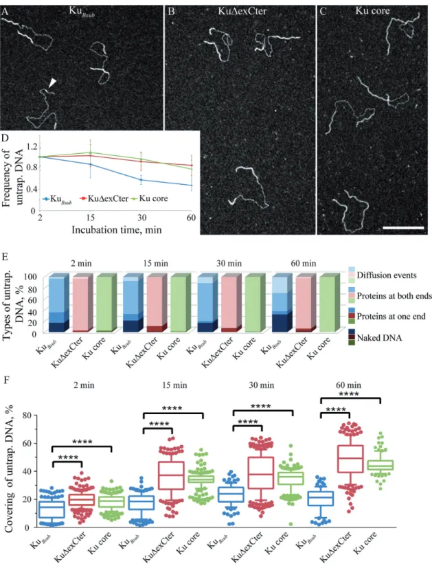 Figure 8. C-terminal truncated Ku mutants thread more efficiently inward the linear dsDNA molecule