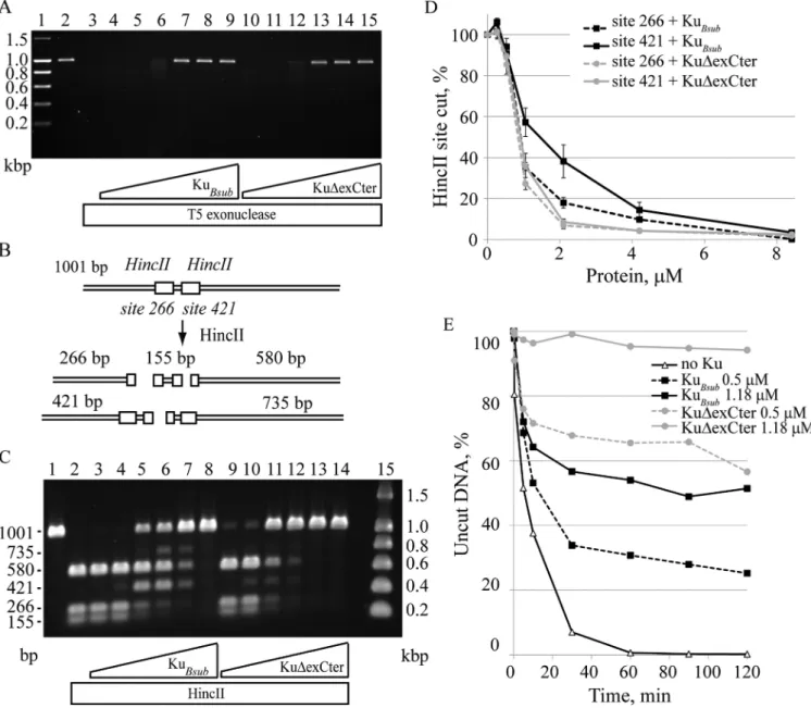Figure 9. Ku Bsub and Ku  exCter proteins protect a linear dsDNA from exo- and endonuclease activities