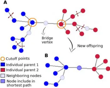 Figure 2: A) Individual selected for mutation (in purple) and possible d-connected vertices in G (in gray)