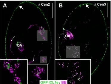 Fig. 7. Localisation of GFP-Centrin3 upon inactivation of ICL1e.