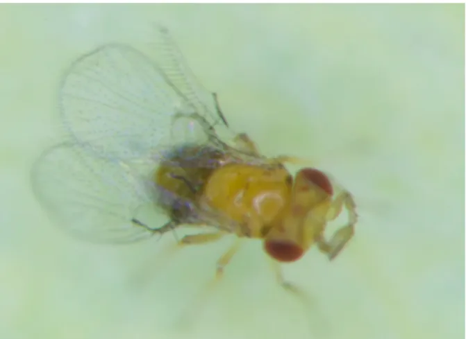 Figure 1. Female Trichogramma chilonis. Real size = 1 mm.