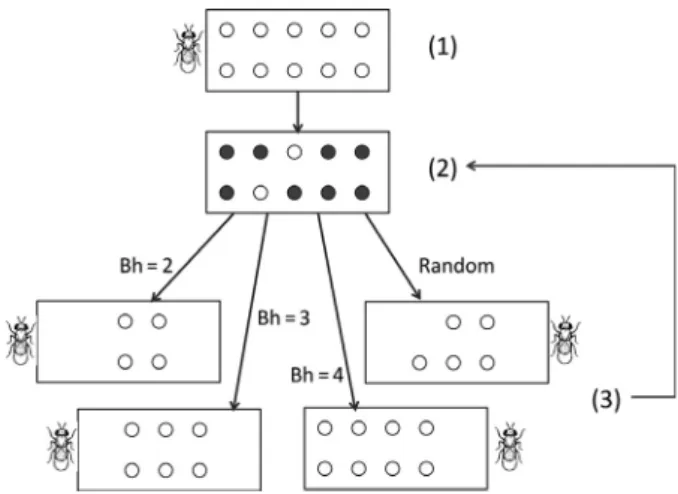 Figure 2. Experimental design. (1) Generation t: Parasitoids are provided with n patches of host eggs to parasitize (1 patch = 45 eggs)