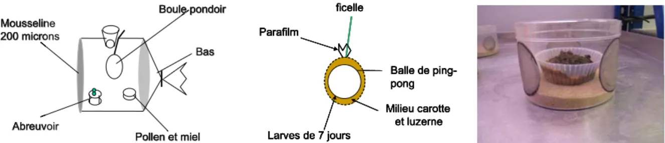 Figure 2 : Présentation de différents aspects de l’élevage de Psyttalia lounsburyi 