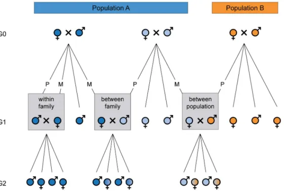 Figure 2. Means 6 SEM of egg load at emergence and at death.