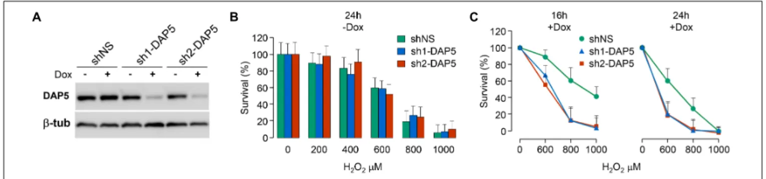 FIGURE 4 | DAP5 is involved in cell survival under oxidative stress. (A) NIH-3T3 cells stably transfected with non-specific (NS) or DAP5-specific (sh1-DAP5 or sh2-DAP5) inducible shRNAs were untreated or treated with doxycycline for 48 h and protein extrac