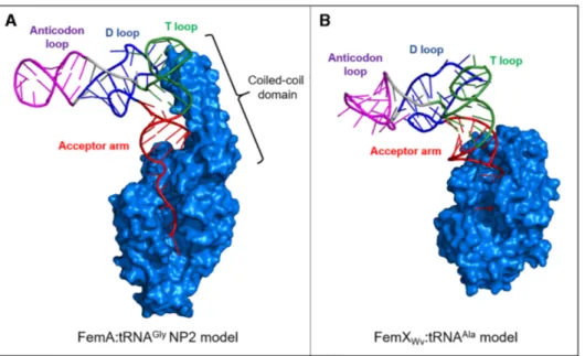 Figure 9. Models for tRNA recognition by aminoacyl-transferases of the Fem family. (A) FemA from S