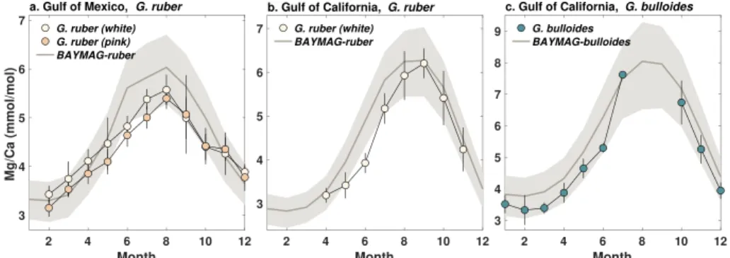 Figure 7. Forward-modeled Mg/Ca from BAYMAG, compared to sediment trap observations from the Gulf of Mexico (Richey et al., 2019) and Gulf of California (McConnell &amp; Thunell, 2005)