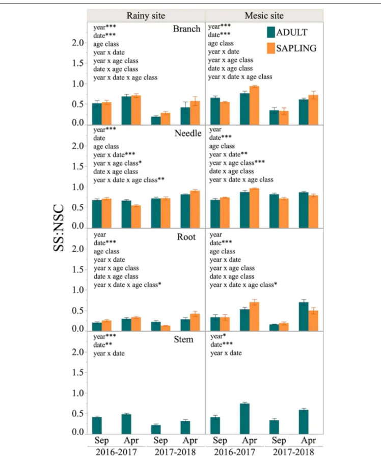 FIGURE 5 | Sugars to total NSC proportion (SS:NSC) in different tissues of six adult trees and six saplings from Alerce Costero (rainy site, left panel) and Fundo Nuñez (mesic site, right panel)