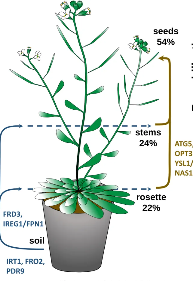 Figure 1: Fe uptake and remobilization to seeds in Arabidopsis thaliana. The names of the  main proteins involved in uptake and translocation from roots to shoots are indicated in blue