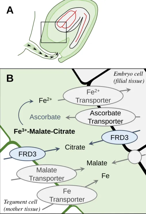 Figure 2: Fe transfer from the maternal to embryo tissues. A. Fe is transported to the 