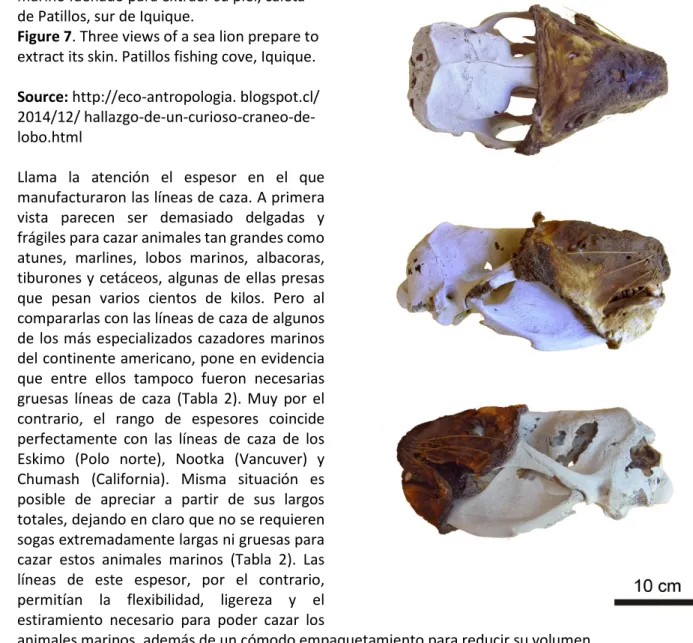 Figure 7. Three views of a sea lion prepare to  extract its skin. Patillos fishing cove, Iquique